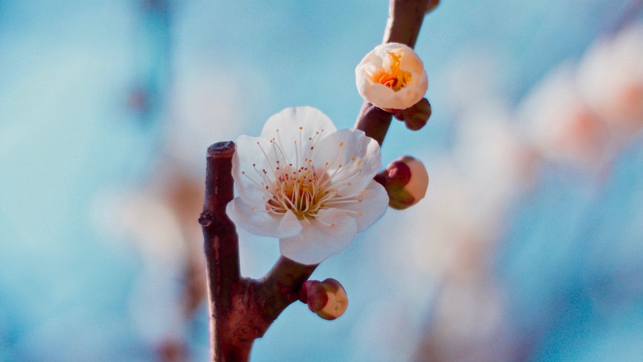 Wallpaper flower, buds, white, branch, cherry, sakura