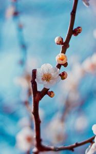 Preview wallpaper flower, buds, white, branch, cherry, sakura