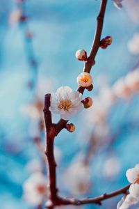 Preview wallpaper flower, buds, white, branch, cherry, sakura