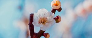 Preview wallpaper flower, buds, white, branch, cherry, sakura