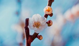 Preview wallpaper flower, buds, white, branch, cherry, sakura