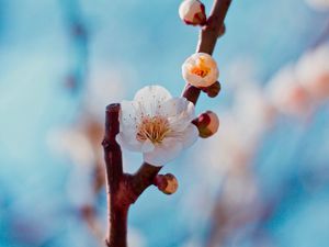 Preview wallpaper flower, buds, white, branch, cherry, sakura