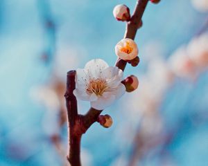 Preview wallpaper flower, buds, white, branch, cherry, sakura