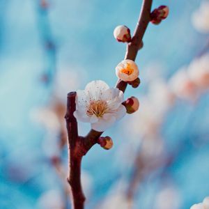 Preview wallpaper flower, buds, white, branch, cherry, sakura