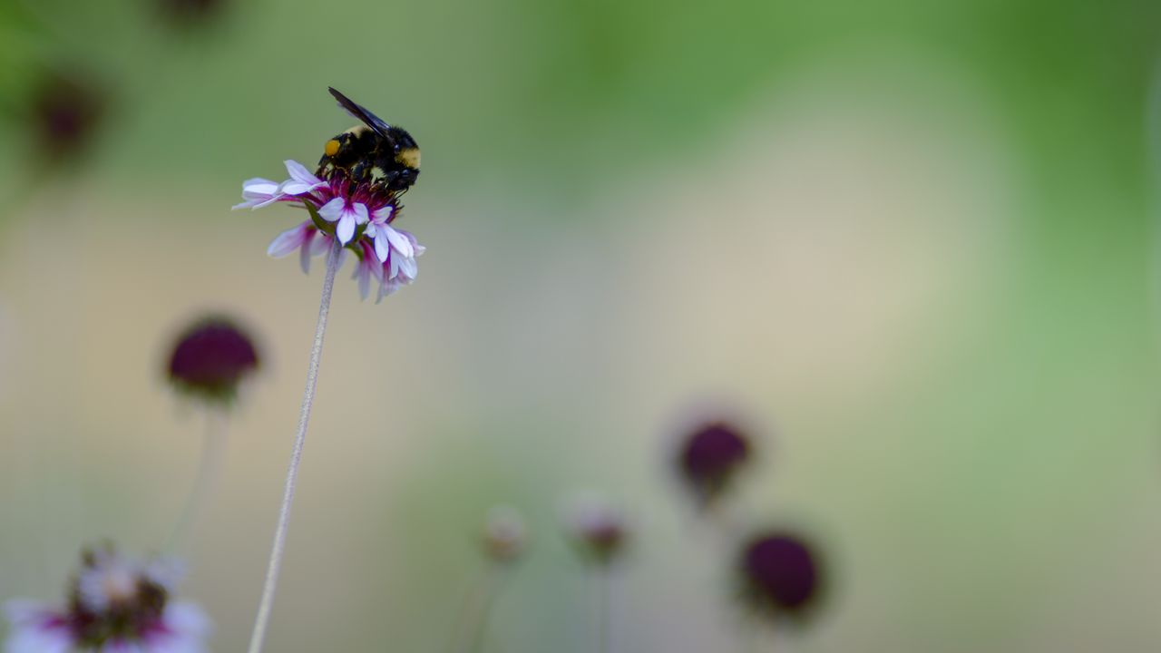 Wallpaper flower, bumblebee, insect, macro