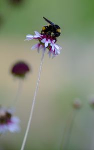 Preview wallpaper flower, bumblebee, insect, macro