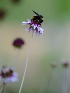 Preview wallpaper flower, bumblebee, insect, macro