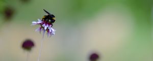 Preview wallpaper flower, bumblebee, insect, macro