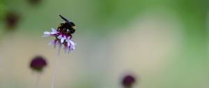 Preview wallpaper flower, bumblebee, insect, macro