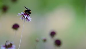 Preview wallpaper flower, bumblebee, insect, macro