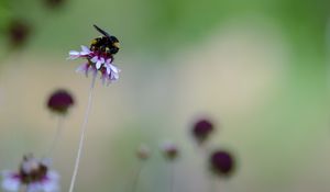 Preview wallpaper flower, bumblebee, insect, macro