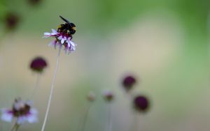 Preview wallpaper flower, bumblebee, insect, macro