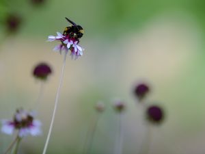 Preview wallpaper flower, bumblebee, insect, macro