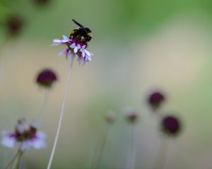 Preview wallpaper flower, bumblebee, insect, macro