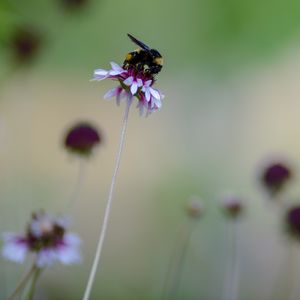 Preview wallpaper flower, bumblebee, insect, macro