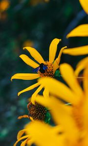 Preview wallpaper flower, bumblebee, insect, yellow, petals