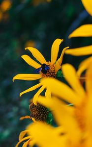 Preview wallpaper flower, bumblebee, insect, yellow, petals