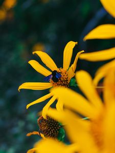 Preview wallpaper flower, bumblebee, insect, yellow, petals