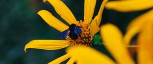 Preview wallpaper flower, bumblebee, insect, yellow, petals