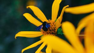 Preview wallpaper flower, bumblebee, insect, yellow, petals