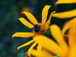 Preview wallpaper flower, bumblebee, insect, yellow, petals