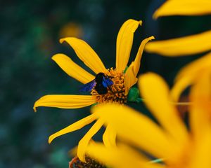 Preview wallpaper flower, bumblebee, insect, yellow, petals