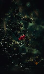 Preview wallpaper flower, bush, rain, drops, dark