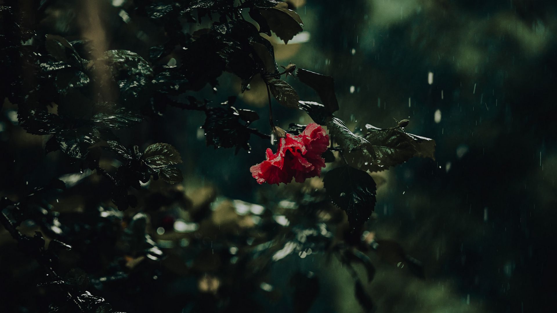 Download wallpaper 1920x1080 flower, bush, rain, drops, dark full hd ...