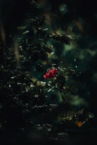 Preview wallpaper flower, bush, rain, drops, dark
