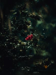 Preview wallpaper flower, bush, rain, drops, dark