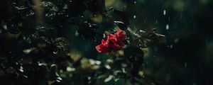 Preview wallpaper flower, bush, rain, drops, dark