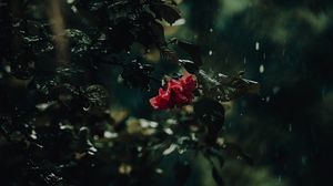 Preview wallpaper flower, bush, rain, drops, dark