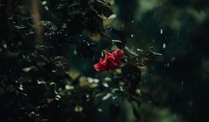 Preview wallpaper flower, bush, rain, drops, dark