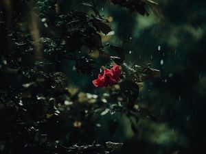 Preview wallpaper flower, bush, rain, drops, dark