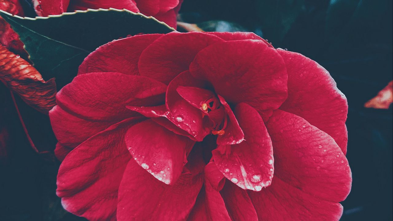 Wallpaper flower, bush, red, leaves