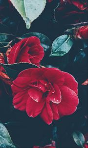 Preview wallpaper flower, bush, red, leaves