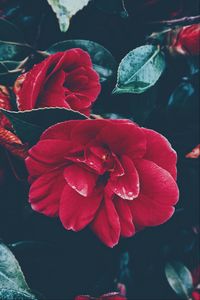 Preview wallpaper flower, bush, red, leaves