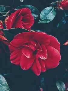 Preview wallpaper flower, bush, red, leaves