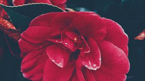 Preview wallpaper flower, bush, red, leaves