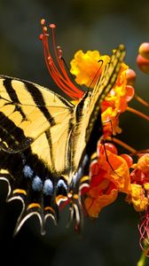 Preview wallpaper flower, butterfly, colorful, design, fly, insect