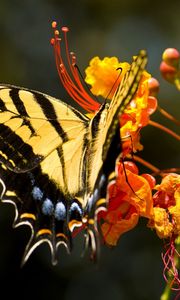 Preview wallpaper flower, butterfly, colorful, design, fly, insect