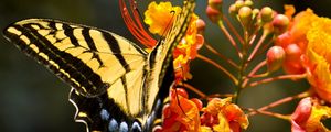 Preview wallpaper flower, butterfly, colorful, design, fly, insect