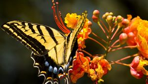 Preview wallpaper flower, butterfly, colorful, design, fly, insect