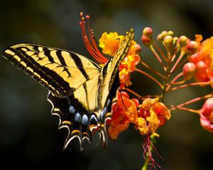 Preview wallpaper flower, butterfly, colorful, design, fly, insect