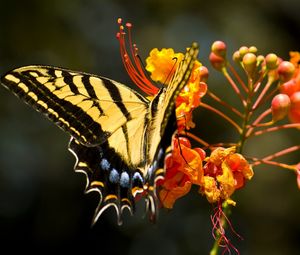 Preview wallpaper flower, butterfly, colorful, design, fly, insect