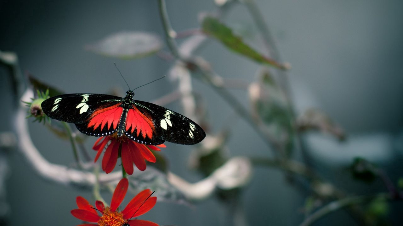 Wallpaper flower, butterfly, flight, pattern