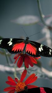 Preview wallpaper flower, butterfly, flight, pattern