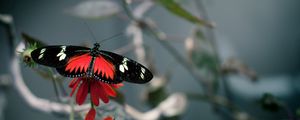 Preview wallpaper flower, butterfly, flight, pattern