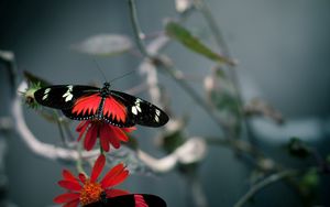 Preview wallpaper flower, butterfly, flight, pattern