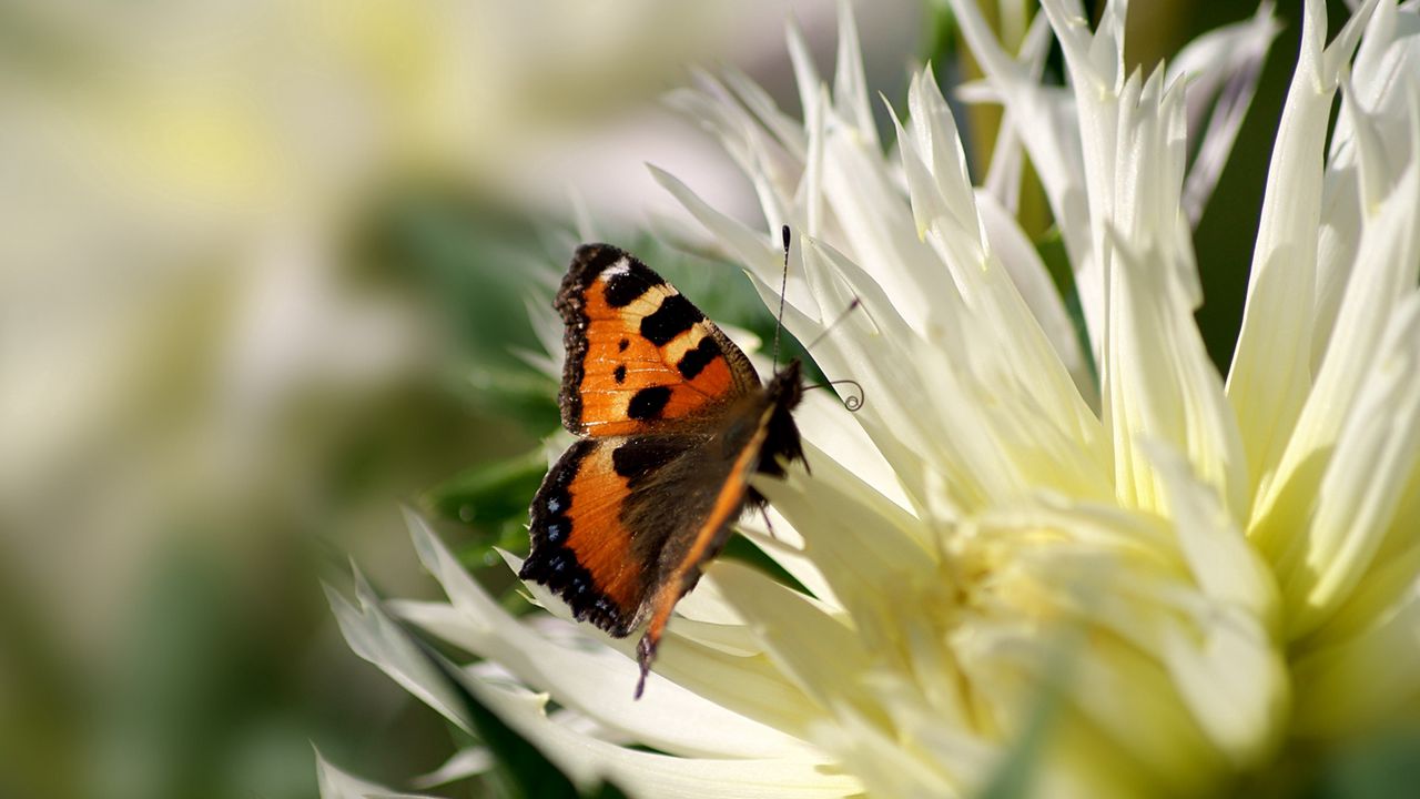 Wallpaper flower, butterfly, flight, wings, patterns